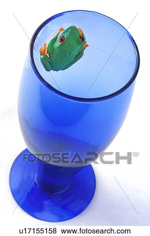 A frog in a cup View Large Photo Image Stock Photo - A frog in a cup. Fotosearch