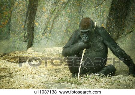A gorilla View Large Photo Image Stock Photo - A gorilla. Fotosearch