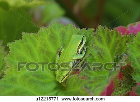 A green frog View Large Photo Image Stock Image - A green frog. Fotosearch