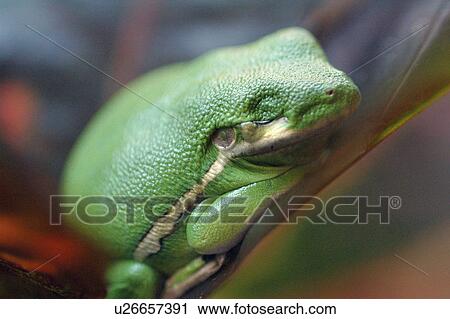 Stock Image - A green tree frog. Fotosearch