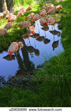 A group of pink flamingos View Large Photo Image Stock Photo - A group of pink flamingos. Fotosearch