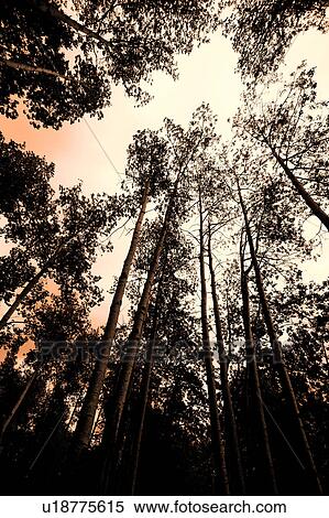 A group of trees View Large Photo Image Stock Photography - A group of trees. Fotosearch