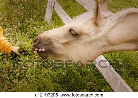 A horse chews on weeds View Large Photo Image Stock Photography - A horse chews on weeds. Fotosearch