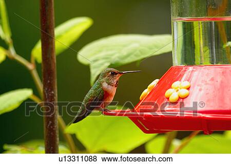A hummingbird View Large Photo Image Stock Photo - A hummingbird. Fotosearch