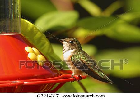 A hummingbird View Large Photo Image Stock Photo - A hummingbird. Fotosearch