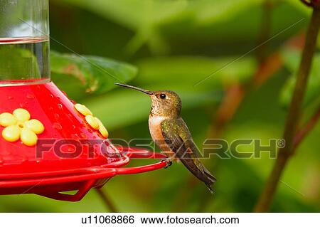 A hummingbird View Large Photo Image Stock Photograph - A hummingbird. Fotosearch