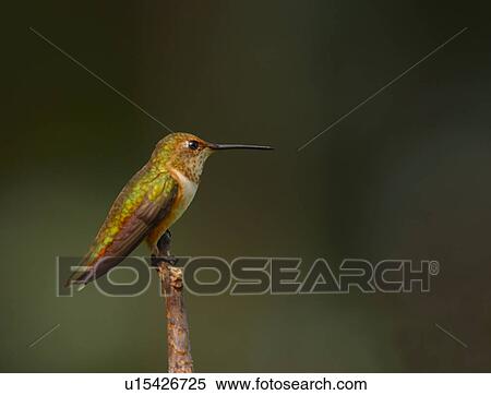 Stock Photography - A hummingbird. Fotosearch