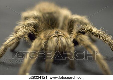 Stock Image - A large Tarantula spider. Fotosearch