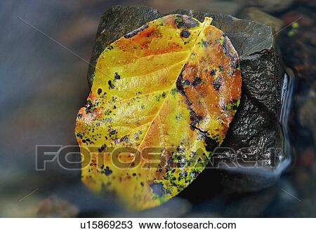 Stock Image - A leaf in autumn. Fotosearch