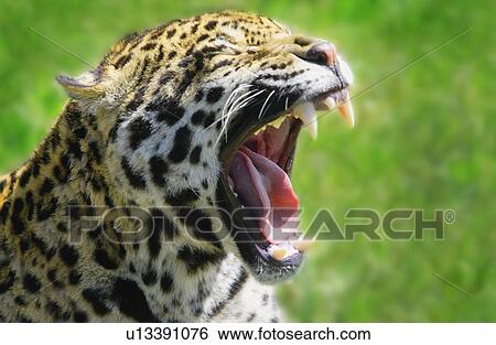 A leopard yawns View Large Photo Image Stock Photograph - A leopard yawns. Fotosearch