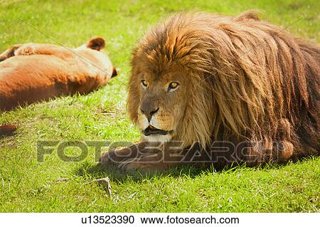 Stock Image - A lion and lioness. Fotosearch