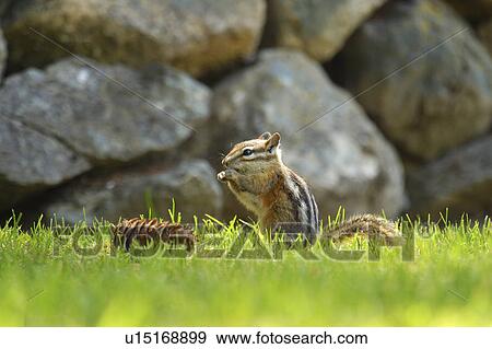 A little squirrel View Large Photo Image Stock Photo - A little squirrel. Fotosearch