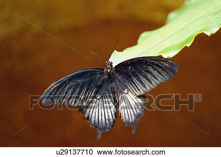 A moth View Large Photo Image Stock Image - A moth. Fotosearch