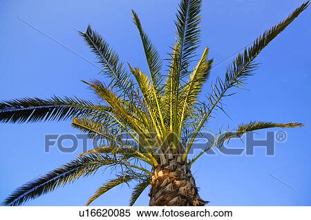 A palm tree View Large Photo Image Stock Photography - A palm tree. Fotosearch