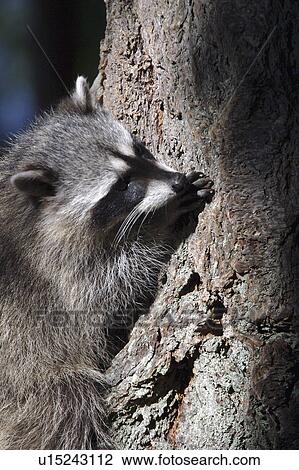 Stock Image - A raccoon. Fotosearch