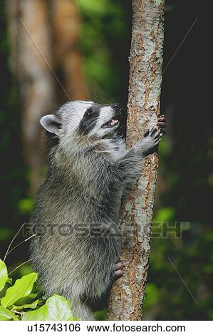Stock Photograph - A raccoon. Fotosearch