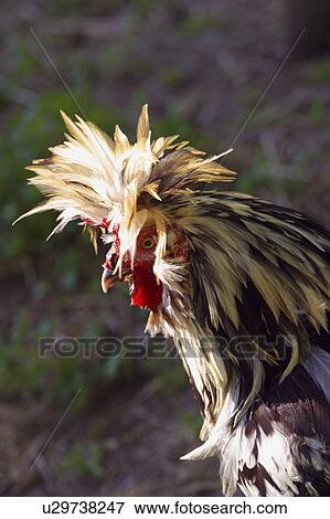 Stock Photo - A rooster. Fotosearch