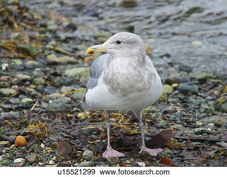 A seagull View Large Photo Image Stock Photo - A seagull. Fotosearch