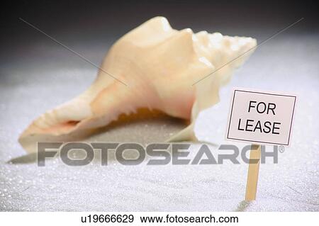 A seashell for lease View Large Photo Image Stock Photo - A seashell for lease. Fotosearch