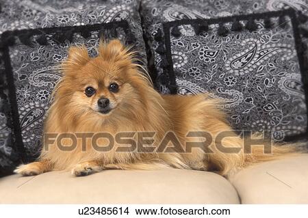 A small dog View Large Photo Image Picture - A small dog. Fotosearch