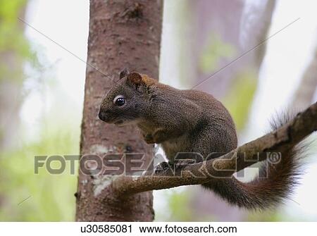 A small squirrel View Large Photo Image Stock Image - A small squirrel. Fotosearch
