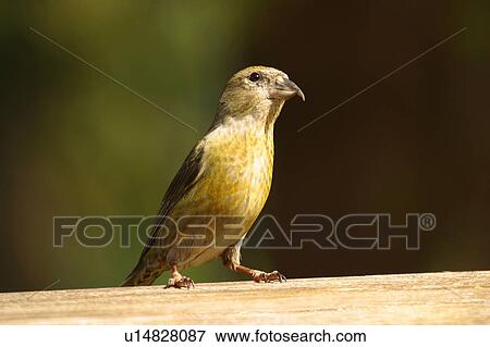 Stock Photo - A small yellow bird. Fotosearch