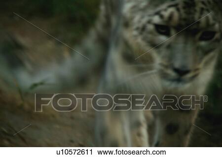 A snow leopard View Large Photo Image Stock Image - A snow leopard. Fotosearch