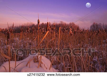 A snowy field View Large Photo Image Stock Image - A snowy field. Fotosearch
