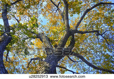 A tall tree View Large Photo Image Stock Image - A tall tree. Fotosearch