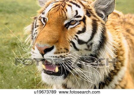 A tiger's head View Large Photo Image Stock Photo - A tiger's head. Fotosearch