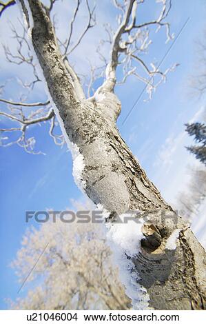 A tree View Large Photo Image Picture - A tree. Fotosearch