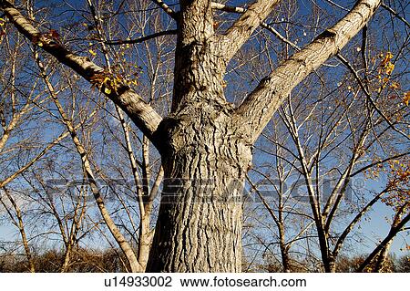 Stock Image - A tree with few leaves. Fotosearch