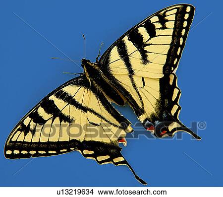 A yellow and black swallowtail butterfly View Large Photo Image Picture - A yellow and black swallowtail butterfly. Fotosearch