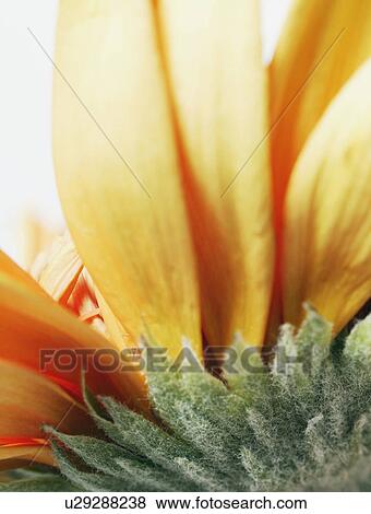 A yellow flower View Large Photo Image Stock Photo - A yellow flower. Fotosearch