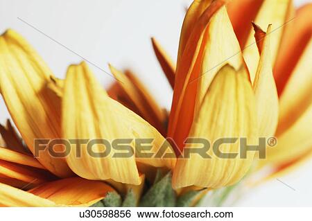 Stock Photograph - A yellow flower. Fotosearch