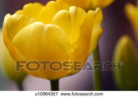 A yellow tulip View Large Photo Image Stock Photo - A yellow tulip. Fotosearch