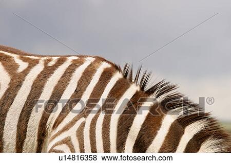 Stock Photo - A zebra. Fotosearch