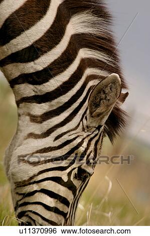 A zebra View Large Photo Image Stock Photograph - A zebra. Fotosearch