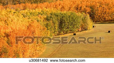 An open field with trees in autumn View Large Photo Image Stock Image - An open field with trees in autumn. Fotosearch
