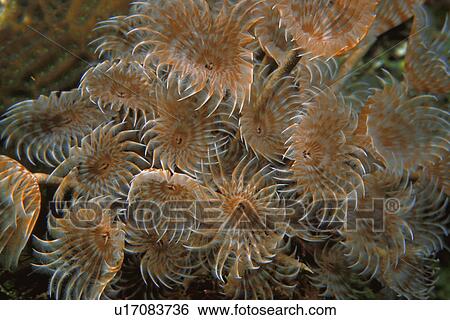 Stock Photograph - Anemone. Fotosearch