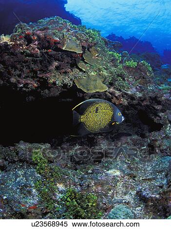 Angelfish hiding under rock View Large Photo Image Stock Photography - Angelfish hiding under rock. Fotosearch