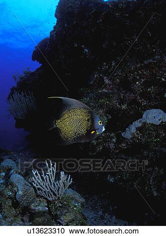 Angelfish near reef View Large Photo Image Stock Image - Angelfish near reef. Fotosearch