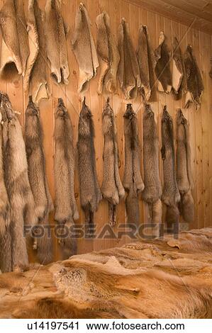 Animal furs View Large Photo Image Stock Image - Animal furs. Fotosearch