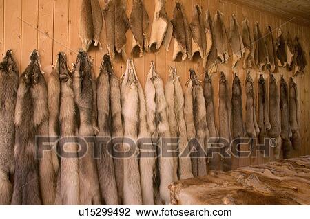 Animal furs View Large Photo Image Stock Image - Animal furs. Fotosearch