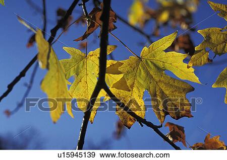 Autumn leaf View Large Photo Image Stock Photo - Autumn leaf. Fotosearch