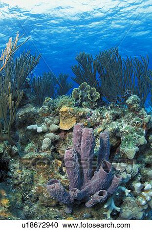Azure tube sponge on coral reef View Large Photo Image Stock Image - Azure tube sponge on coral reef. Fotosearch