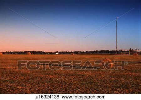 Bales of hay in field View Large Photo Image Stock Photo - Bales of hay in field. Fotosearch