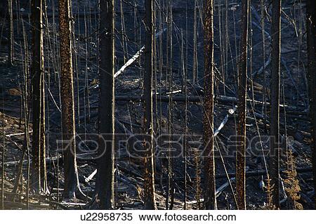 Stock Photography - Bare trees. Fotosearch