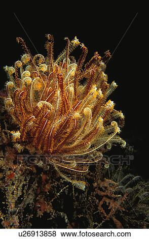 Stock Photo - Basket Star. Fotosearch