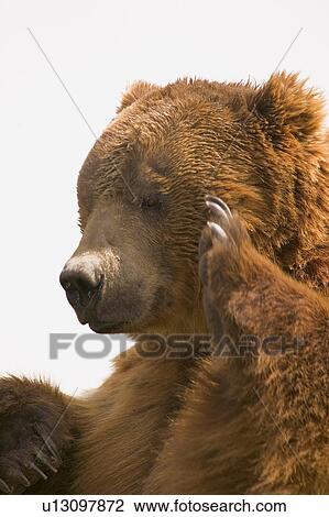 Stock Image - Bear with paw going to face. Fotosearch